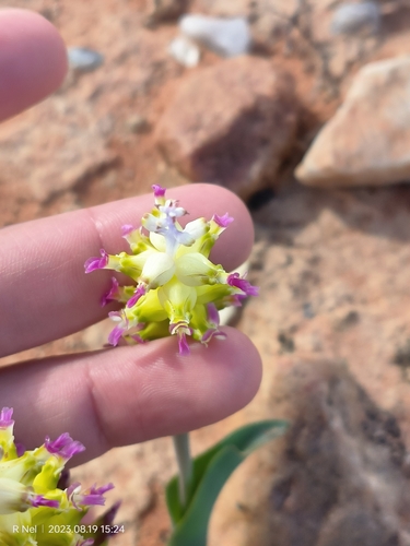 Lachenalia valeriae