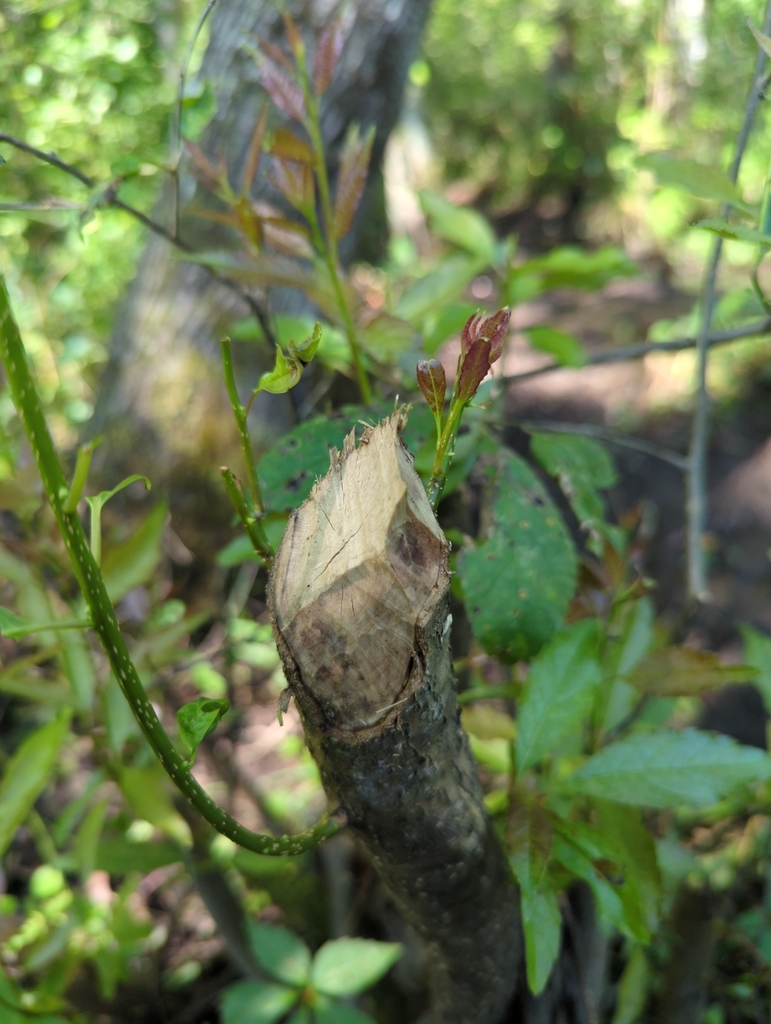 American Beaver In August 2023 By Dvm1961ss Evidence Of Beaver american-beaver-in-august-2023-by-dvm1961ss-evidence-of-beaver