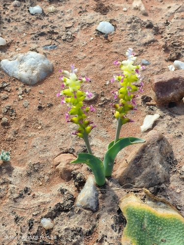 Lachenalia valeriae