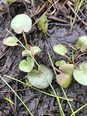 Centella erecta