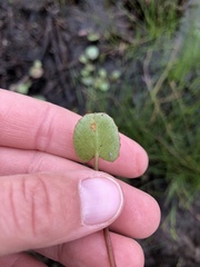 Centella erecta