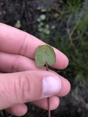 Centella erecta