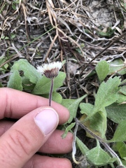 Erigeron procumbens