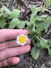 Erigeron procumbens