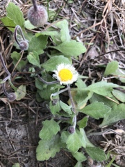 Erigeron procumbens