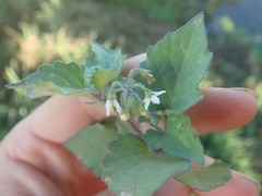 Solanum nitidibaccatum