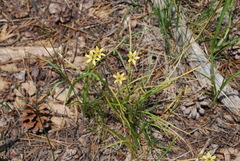 Triteleia ixioides anilina