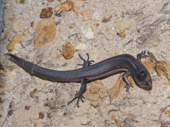 Tetradactylus seps