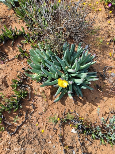Image of Cheiridopsis robusta by (c) Ricus Nel, some rights reserved (CC BY)