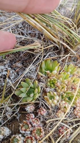 Orostachys spinosa