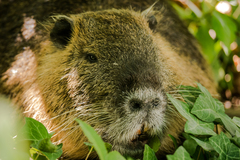 Myocastor coypus