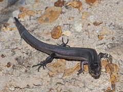 Tetradactylus seps