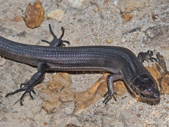 Tetradactylus seps