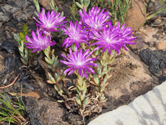 Lampranthus falcatus