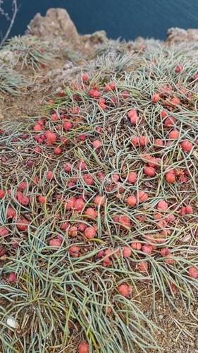 Image of Ephedra monosperma by (c) Tatyana Petrenko, some rights reserved (CC BY)