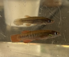 Redface Topminnow photo 2
