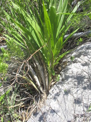 Cyrtopodium macrobulbon