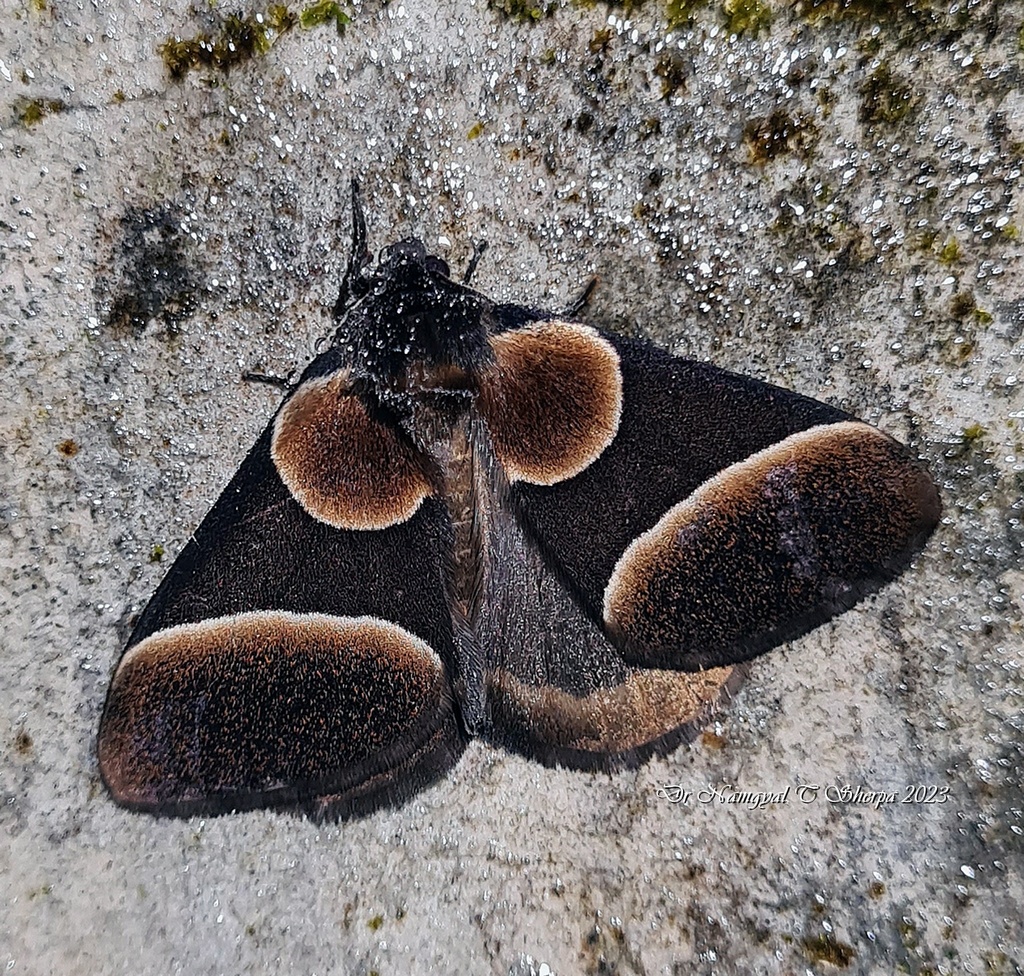 Heracula discivitta