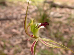 Caladenia atrovespa