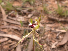 Caladenia atrovespa