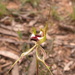 Thin-clubbed Mantis Orchid - Photo (c) Donald Hobern, some rights reserved (CC BY)