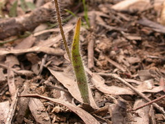 Caladenia atrovespa