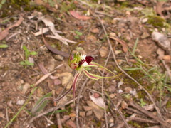 Caladenia atrovespa