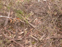 Caladenia atrovespa