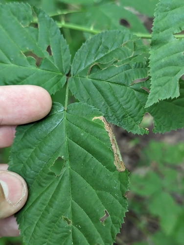Blackberry Leafminer Moth photo 2
