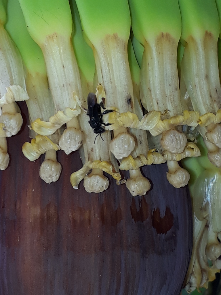 trigona-from-st-joseph-trinidad-and-tobago-on-february-8-2019-at-01