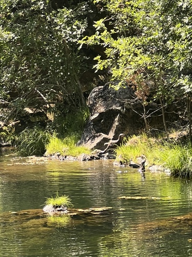 iNaturalist observation photo of North American River Otter