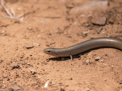 Chalcides striatus