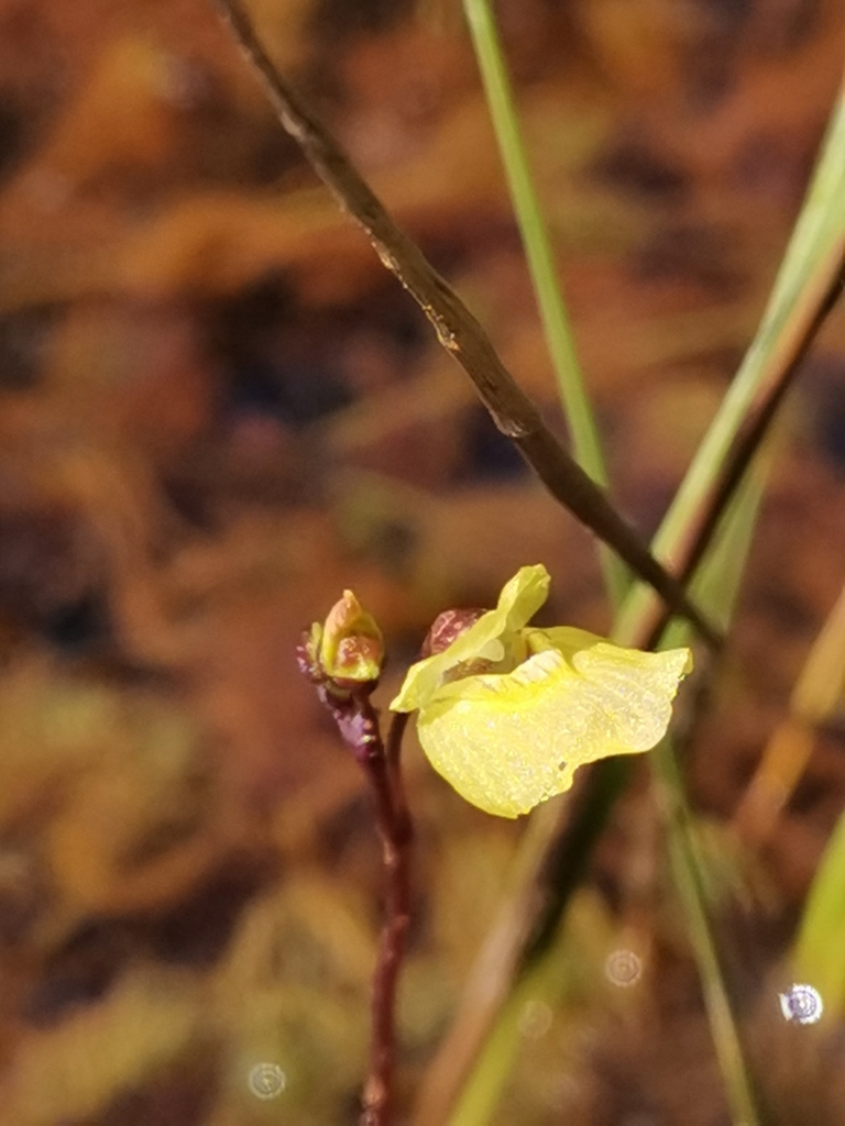 Utricularia bremii Heer ex Koell.