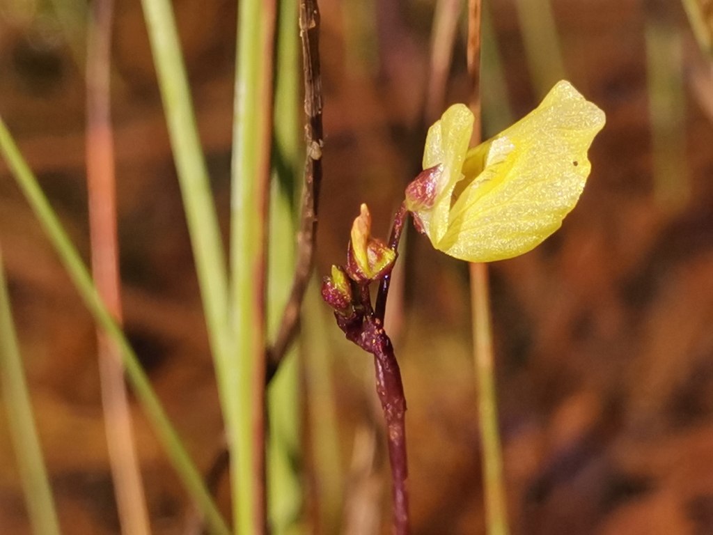 Utricularia bremii Heer ex Koell. 2