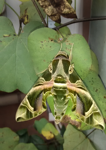 Daphnis nerii