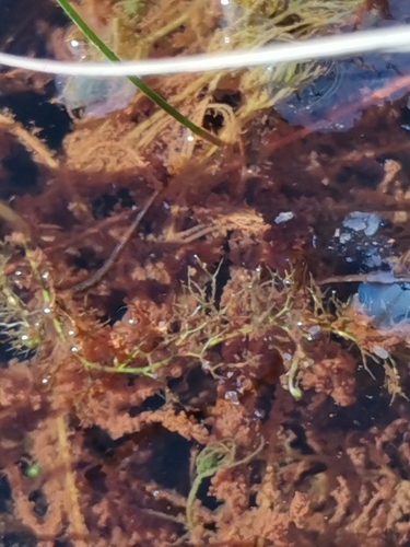 Image of Utricularia bremii by (c) Ljaž, some rights reserved (CC BY)