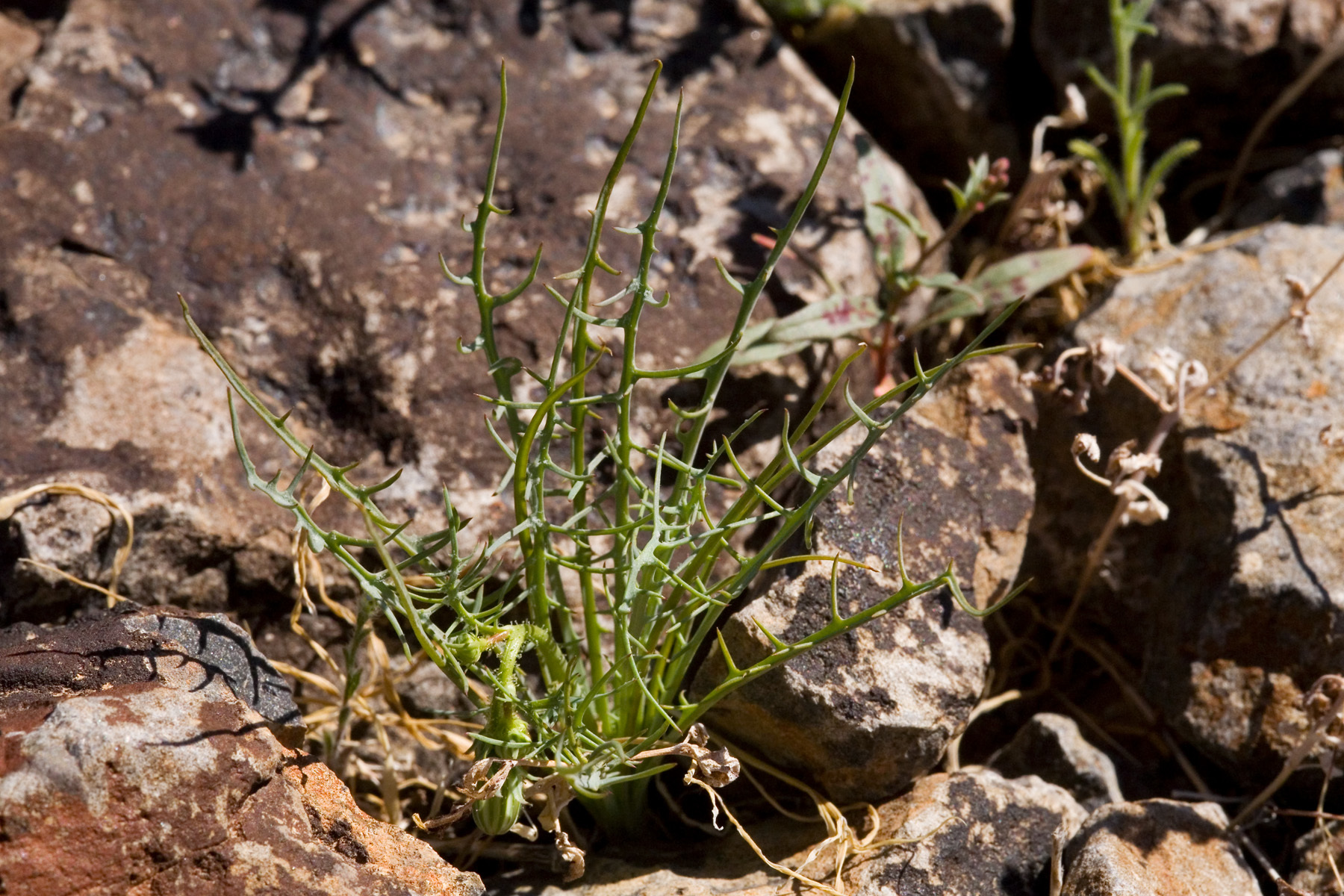 Calycoseris