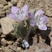 Langloisia setosissima punctata - Photo (c) Jim Morefield, algunos derechos reservados (CC BY)