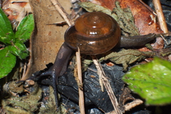 Macrochlamys nitidissima