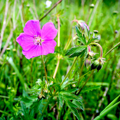 Geranium oreganum