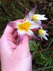 Erythronium helenae