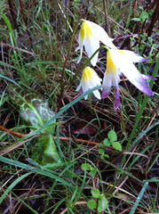 Erythronium helenae