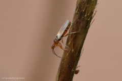Oxycarenidae