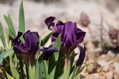 Iris lutescens