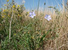Linum squamulosum