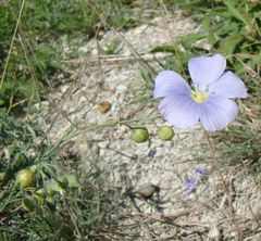 Linum squamulosum