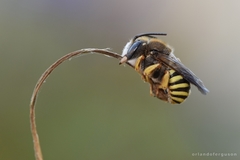 Trachusa interrupta