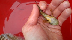 Cottus poecilopus