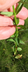 Hypericum lalandii