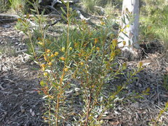 Acacia buxifolia